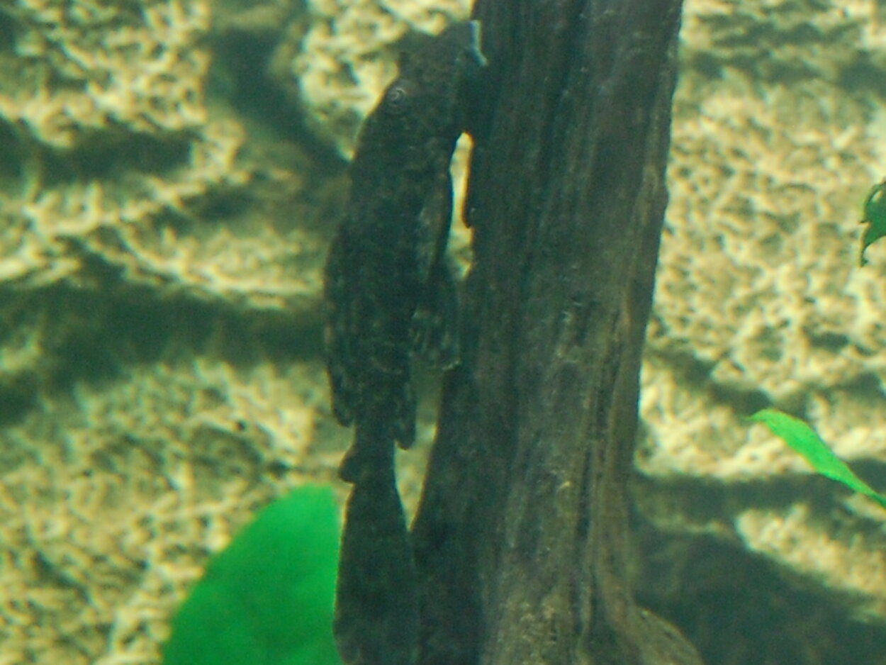 Min Plecostomus