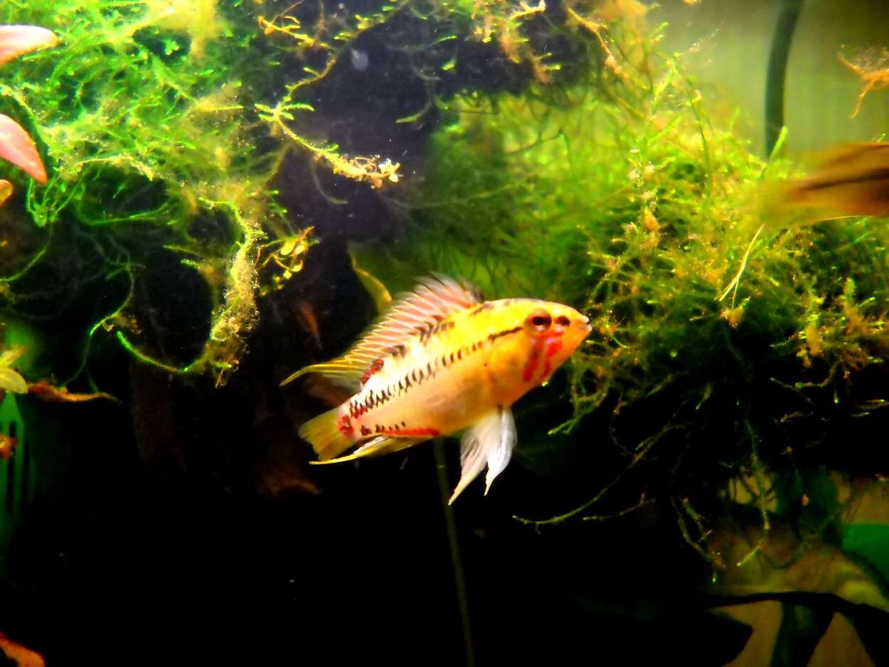 Apistogramma Hongsloi