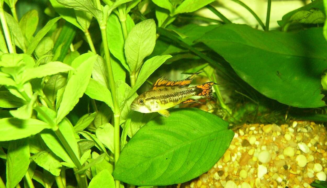 Apistogramma Cacatuoides