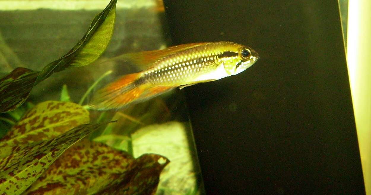 Apistogramma Agassizi