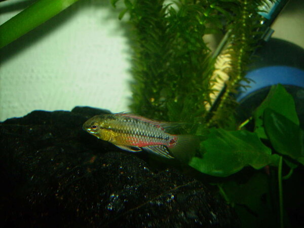 Apistogramma Hongsloi