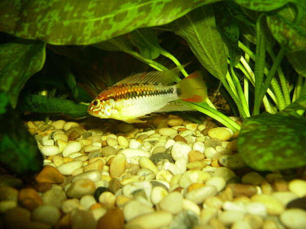 Apistogramma Viejita