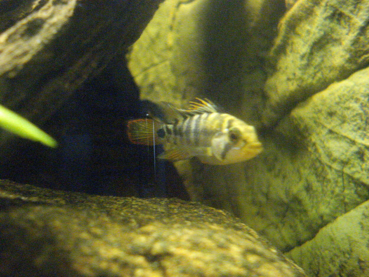 Apistogramma Baenschi