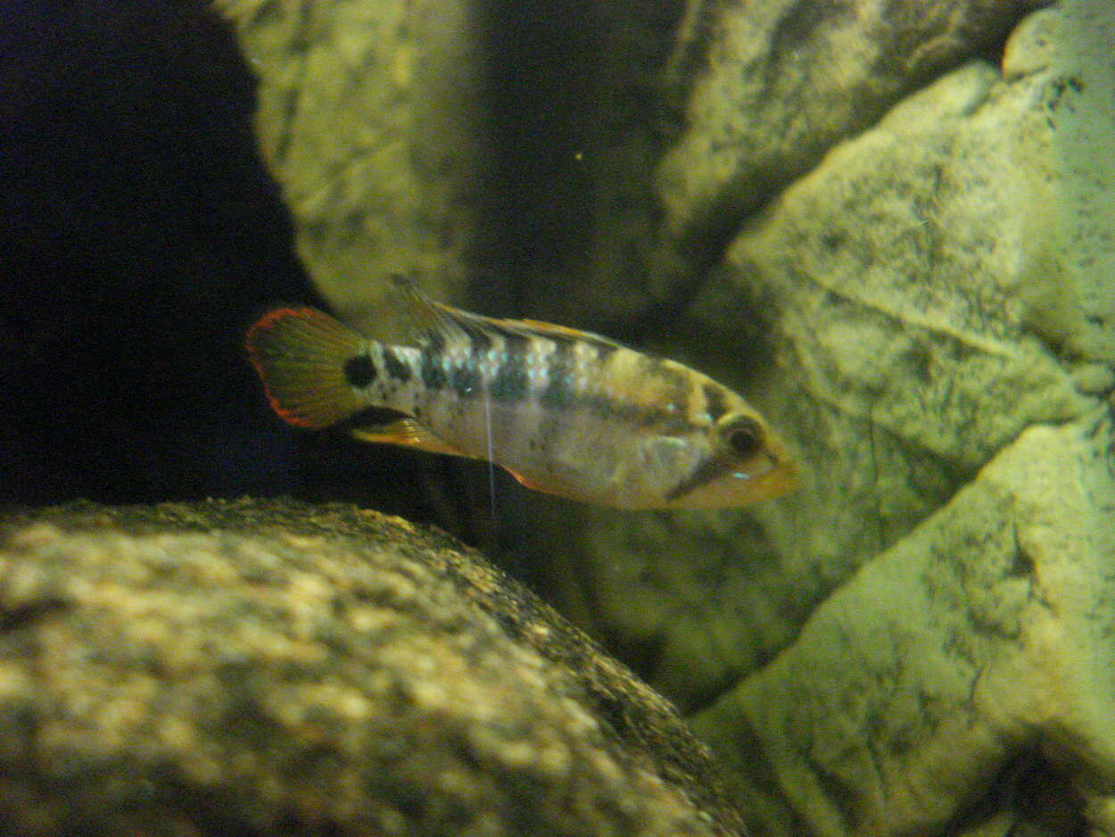 Apistogramma Baenschi