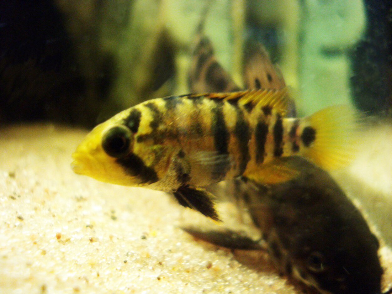 Apistogramma Baenschi