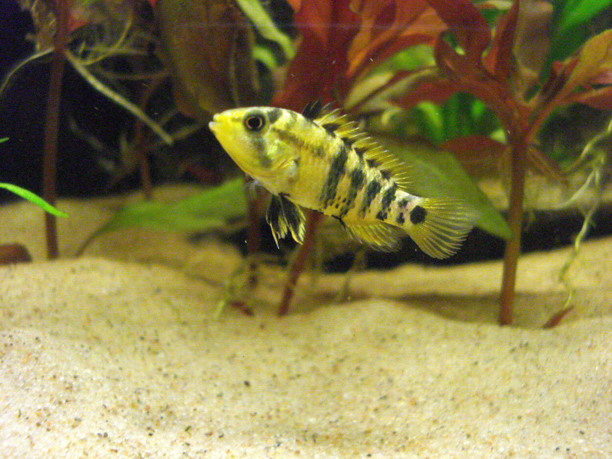 Apistogramma Baenschi