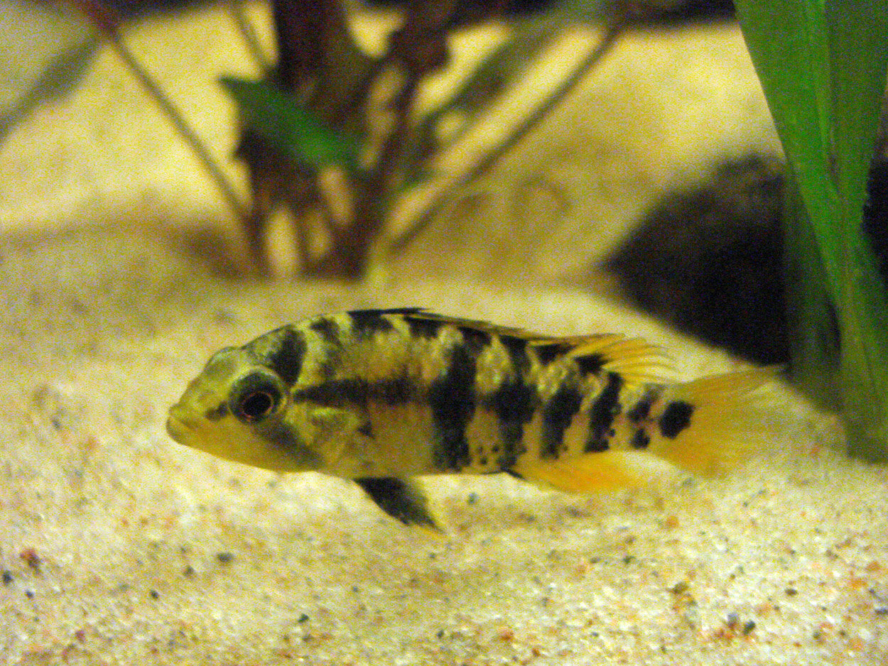 Apistogramma Baenschi