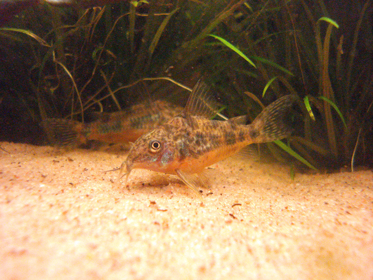 Corydoras Paleatus