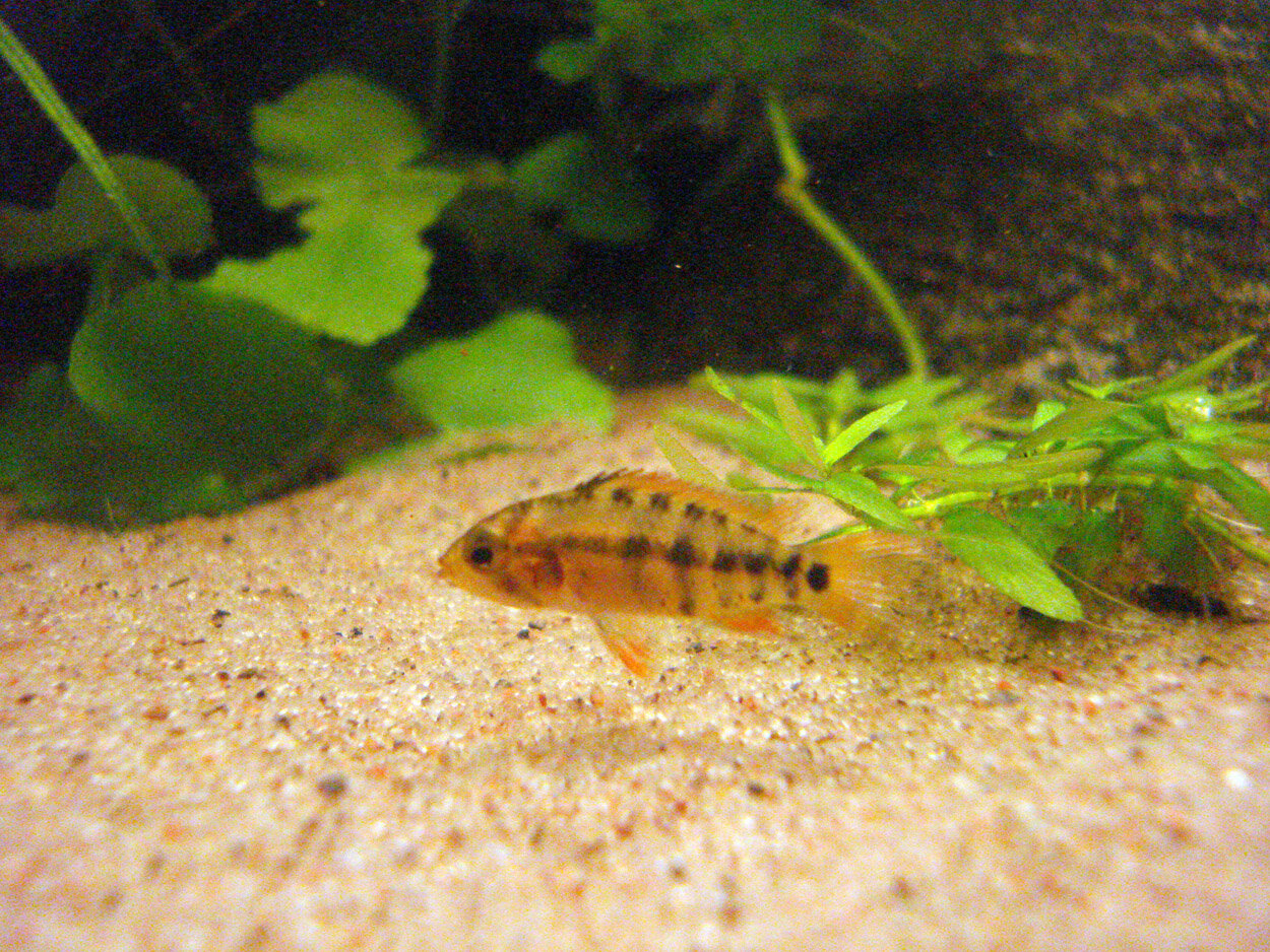 Apistogramma Baenschi