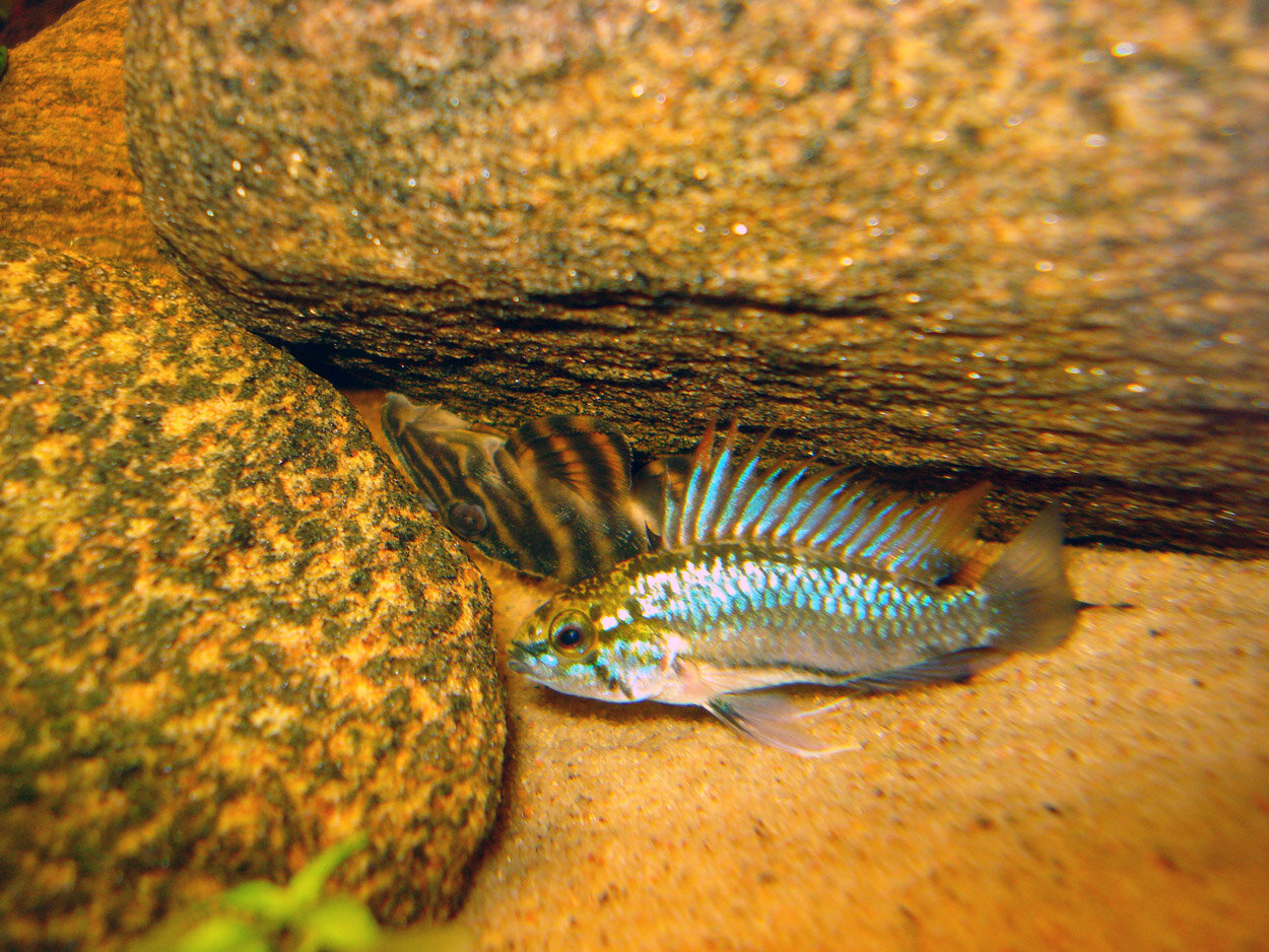 Apistogramma Trifasciata samt Panaque Sp. LDA01