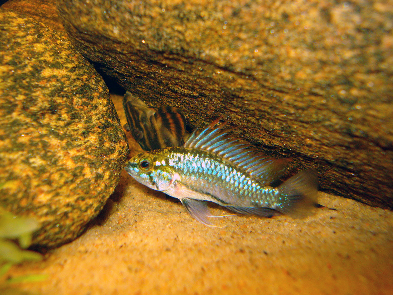 Apistogramma Trifasciata samt Panaque Sp. LDA01