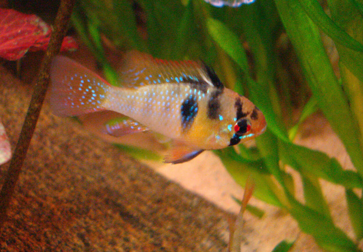 Mikrogeophagus Ramirezi