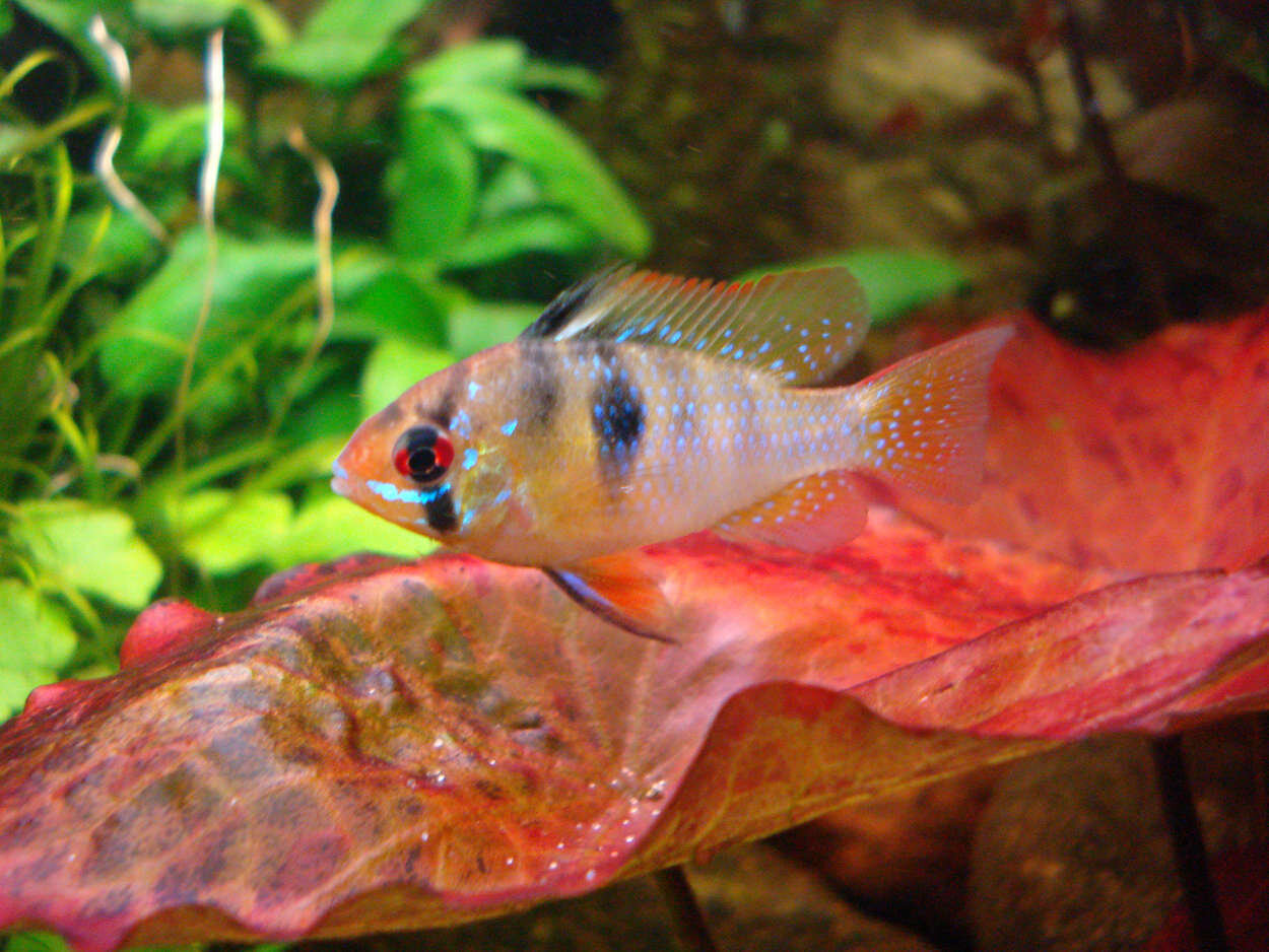 Mikrogeophagus Ramirezi