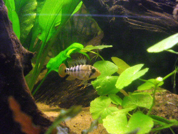 Apistogramma Baenschi