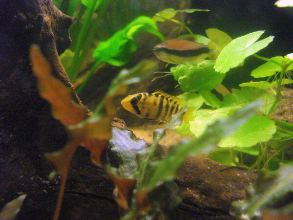 Apistogramma Baenschi