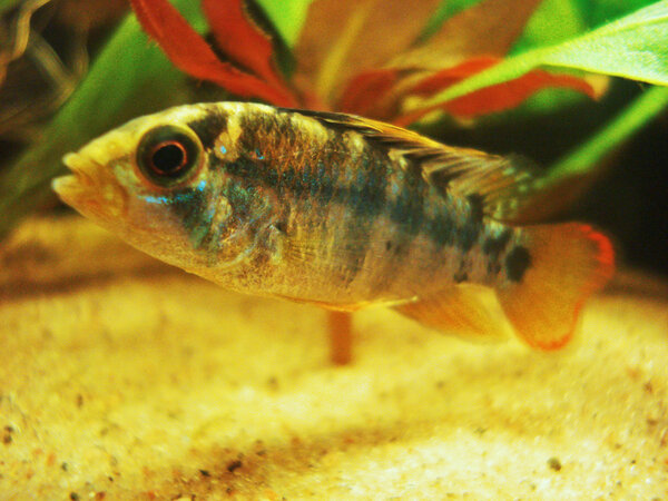 Apistogramma Baenschi