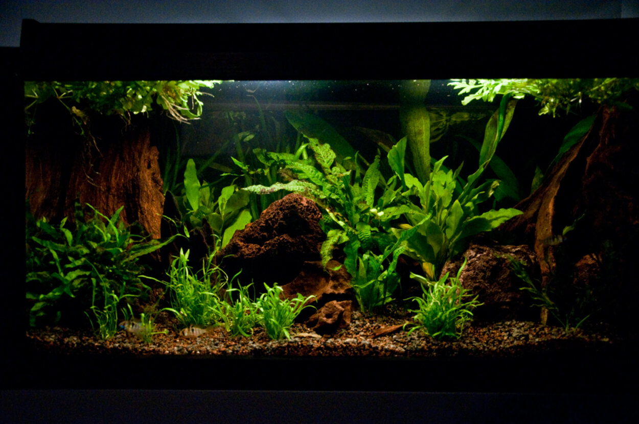 Fjärilsakvarium