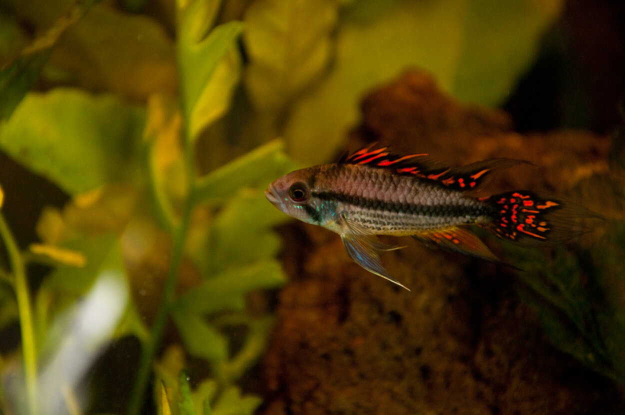 Apistogramma cacatuoides