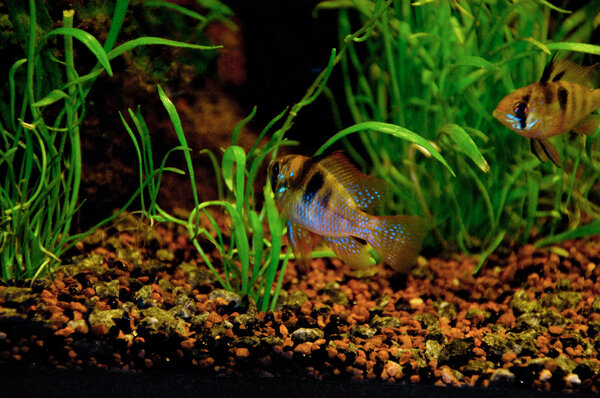 Mikrogeophagus ramirezi