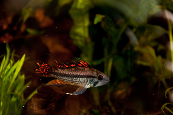 Apistogramma cacatuoides