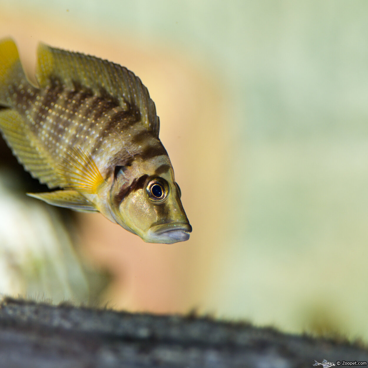 Altolamprologus Compressiceps