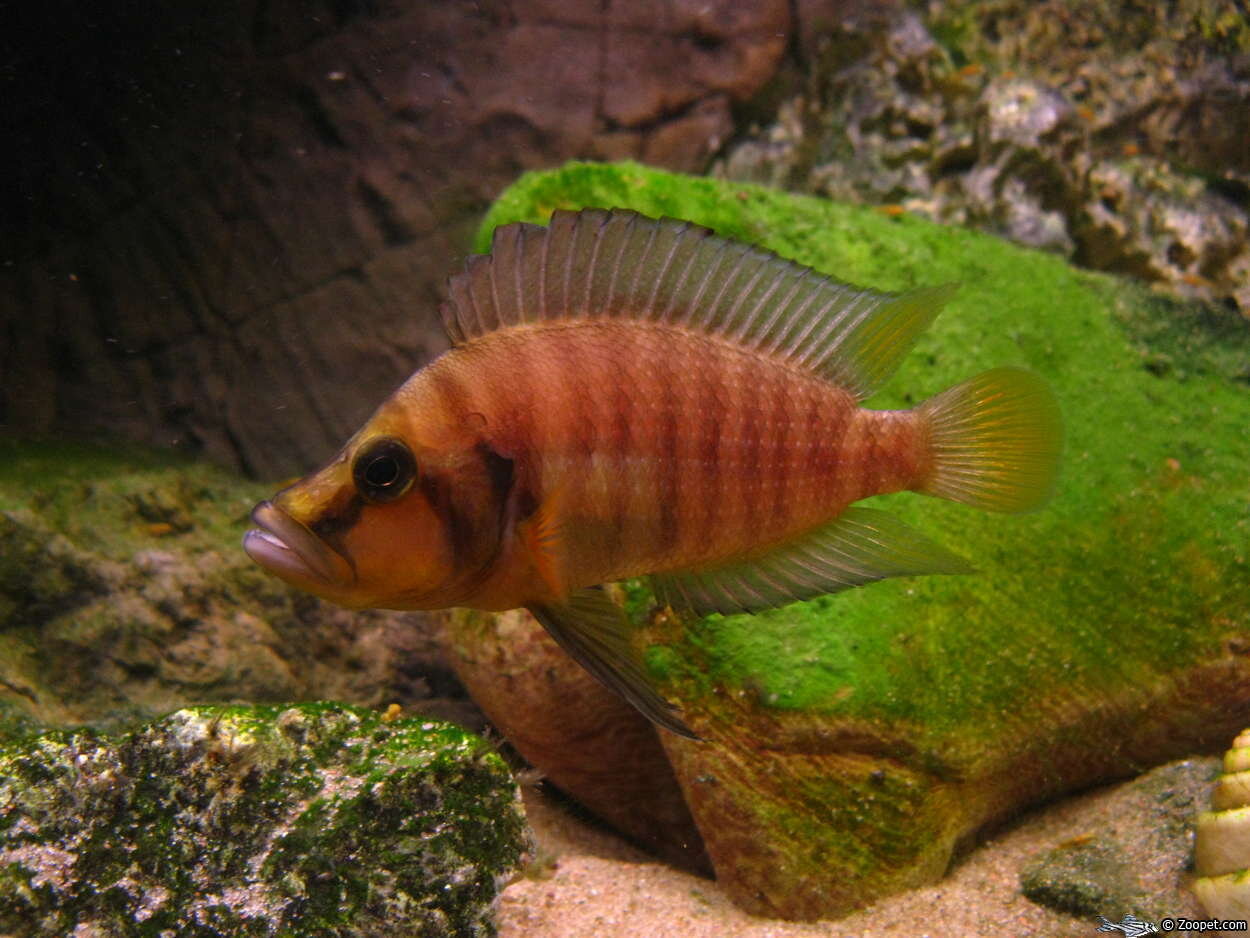 Altolamprologus Compressiceps