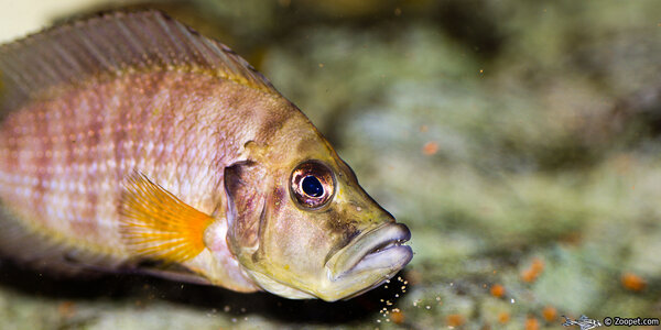 Altolamprologus Compressiceps