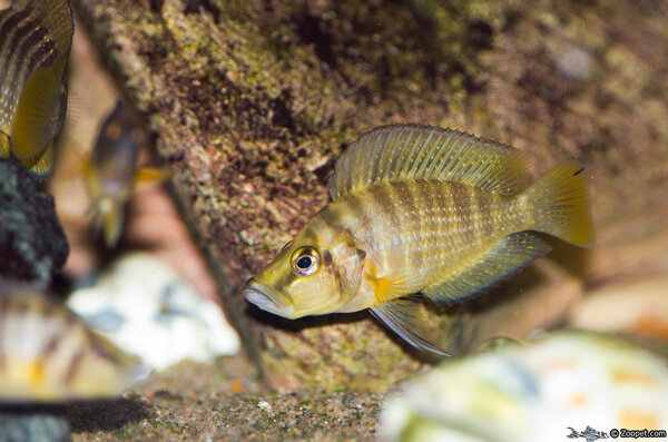 Altolamprologus Compressiceps