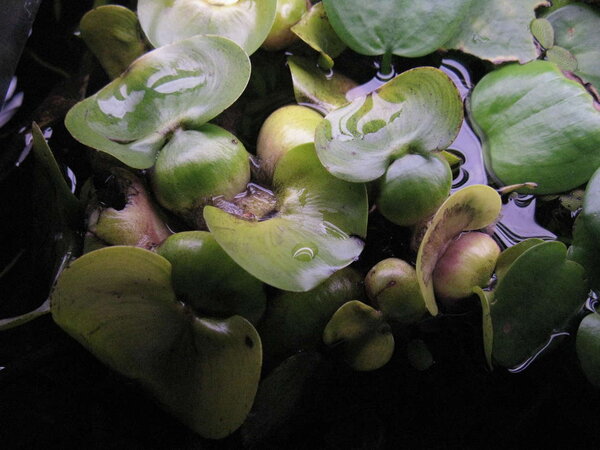 Eichhornia crassipes