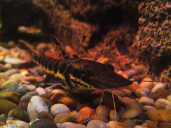 Pseudoplatystoma fasciatum