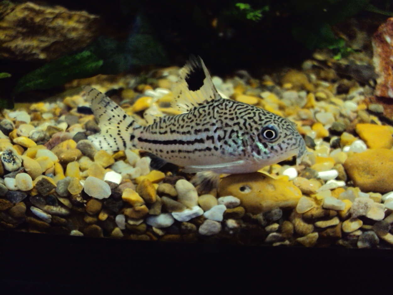 Corydoras julii