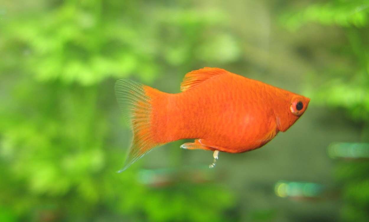 Korallplaty