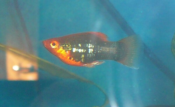 Tuxedo Platy