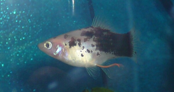 Salt & Peppar Platy