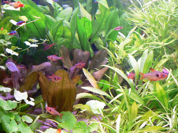 Bilder från växt akvarium 2005
