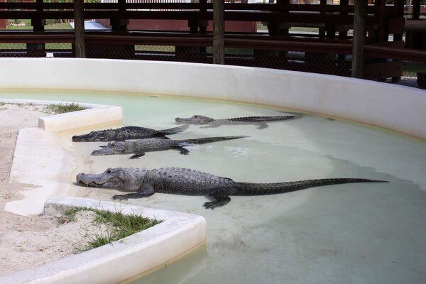 Alligatorer väntar på show