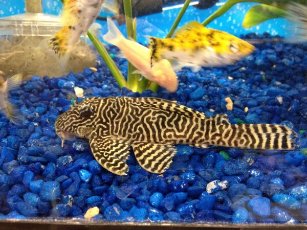 L066 King Tiger Pleco