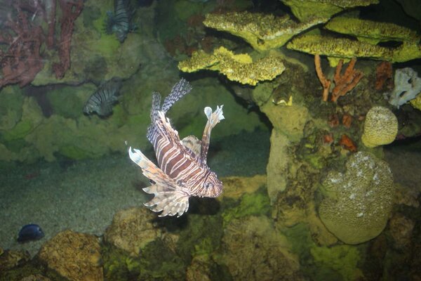 Lionfish