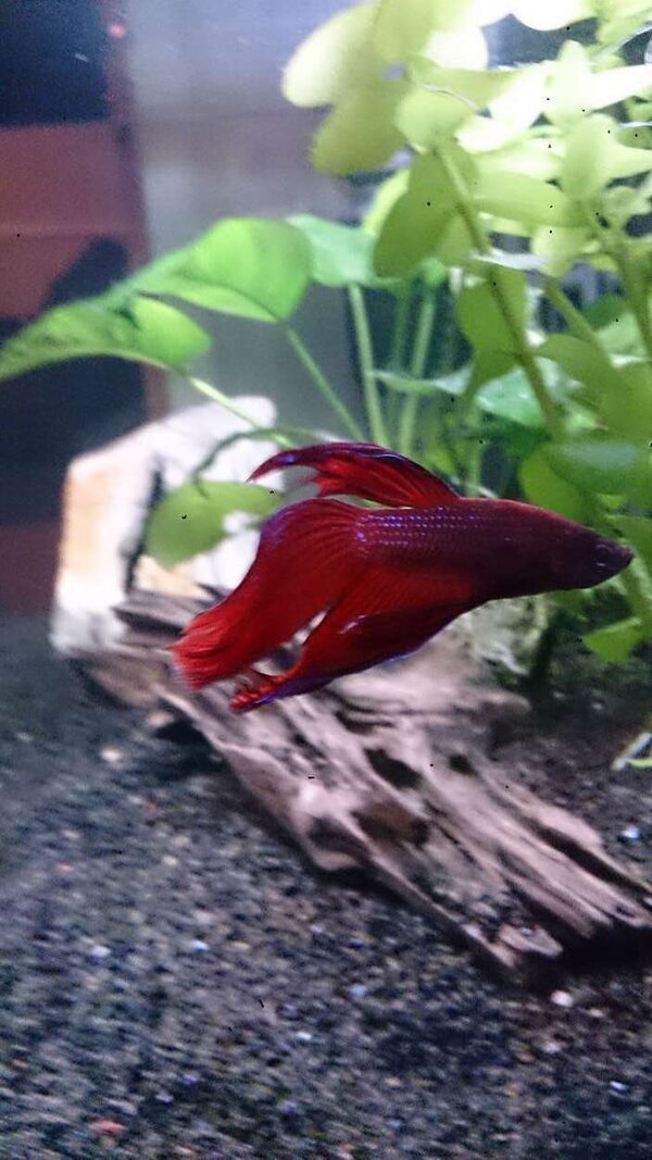 Betta Splendens