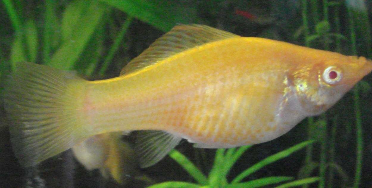 Segelfen hona albino