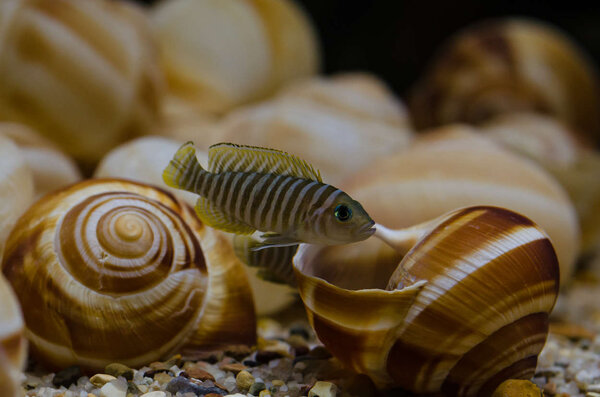 Lamprologus Similis