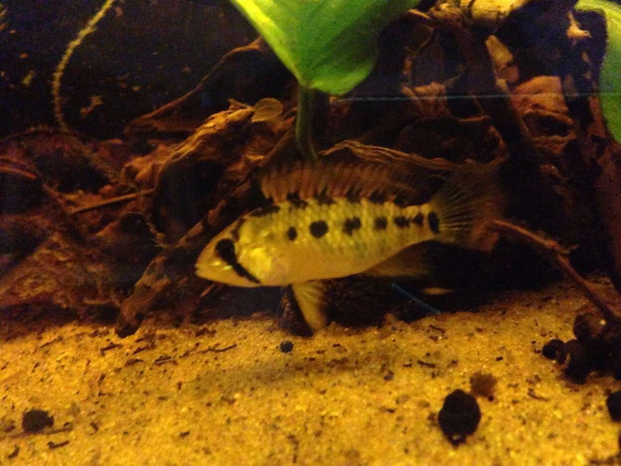 apistogramma macmasteri