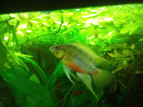 Apistogramma hongsloi