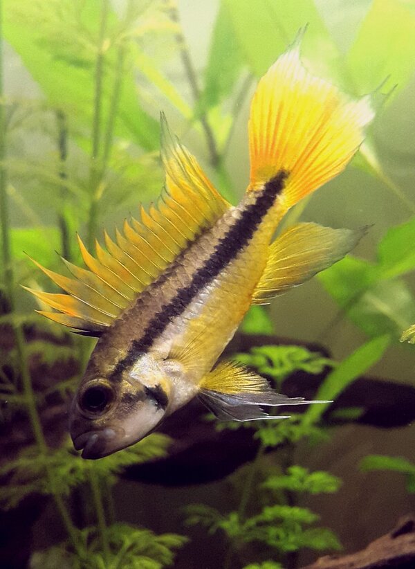 Apistogramma cacatuoides