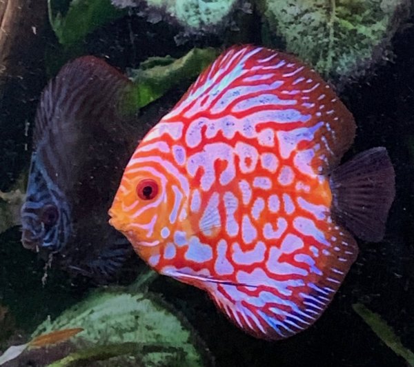 Discus red pigeon