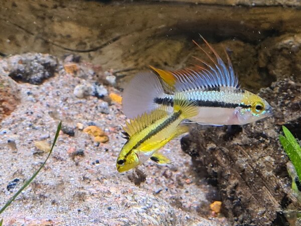 Apistogramma trifasciata 