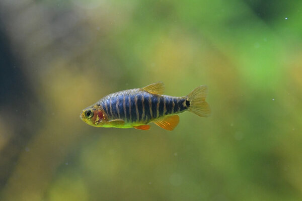 Danio erythromicron