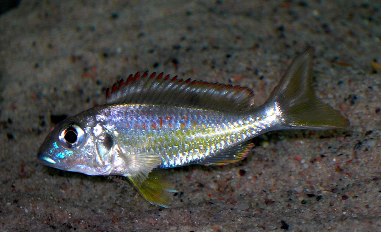 Callochromis pleurospilus Maswa